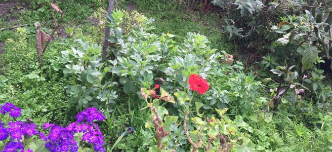 Garden, weeds, support | See more at www.diywoman.net