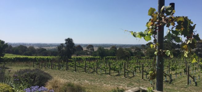 Overlooking rows of grapevines towards tall trees and blue skies