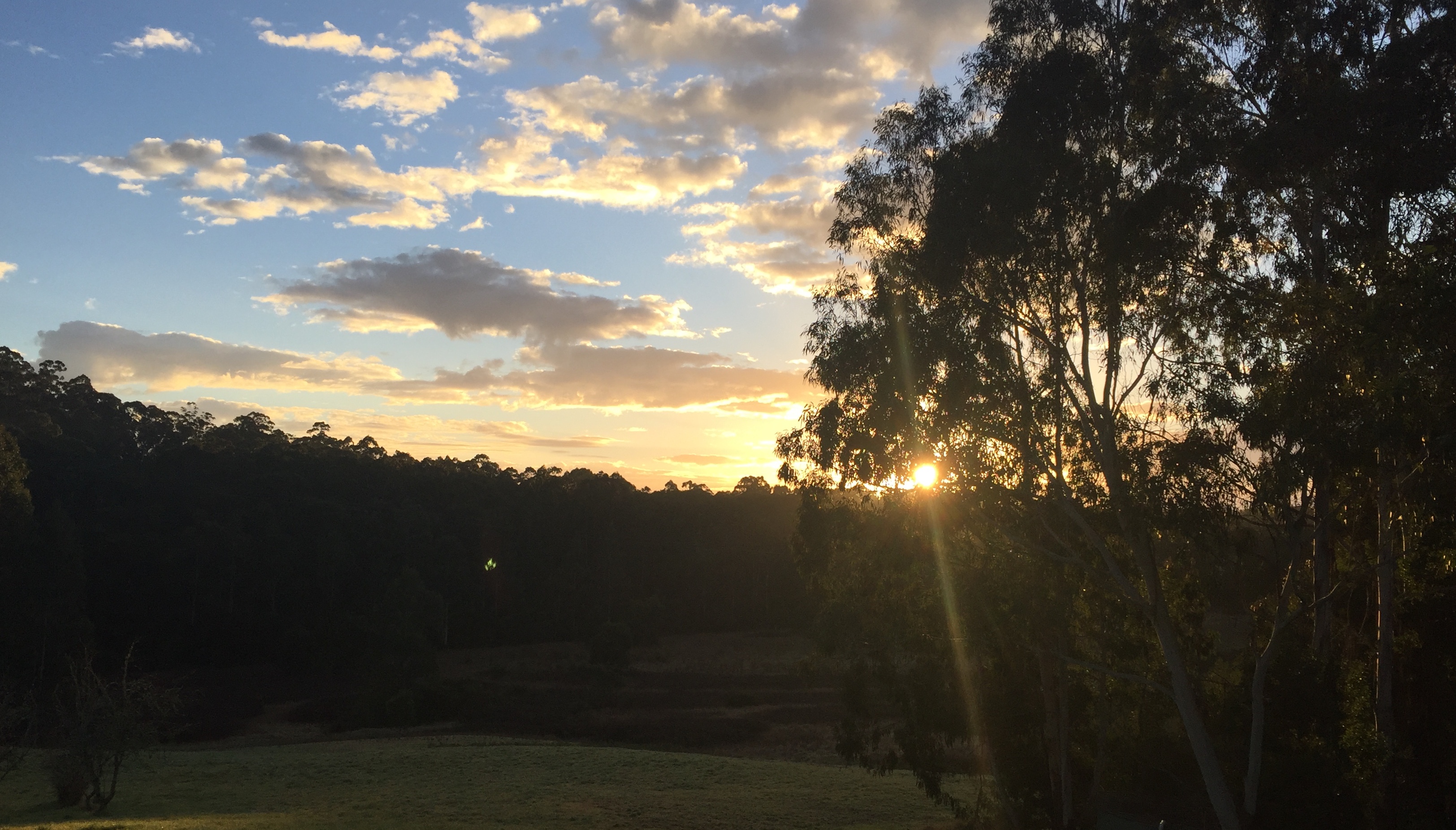 Sunrise over tree tops. Blue skies dotted with clouds