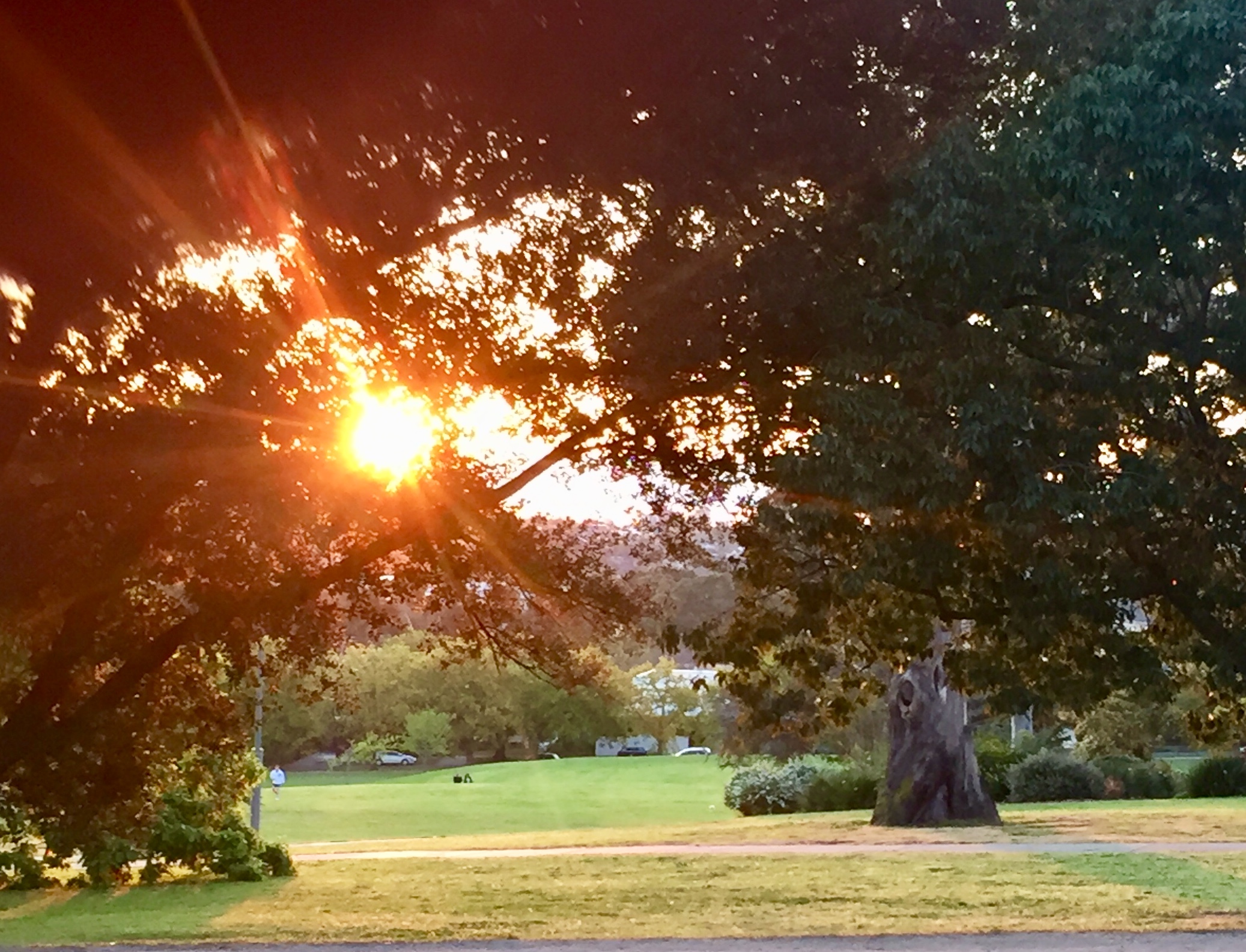 The sun setting through the trees overlooking a park