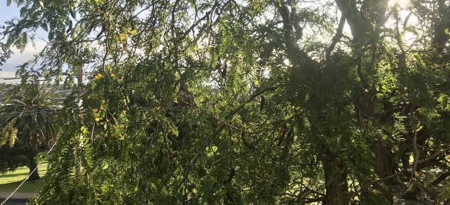 Dappled sunlight through a large tree, beyond which is a park