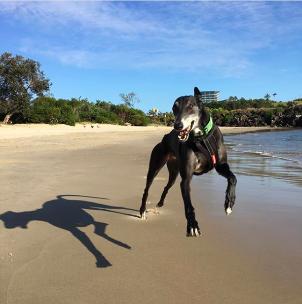 Greyhound on the beach leaping with joy